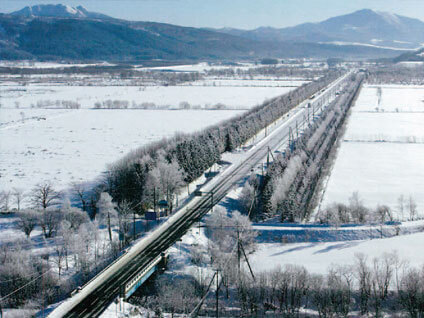 道路防雪林で吹雪を緩和します